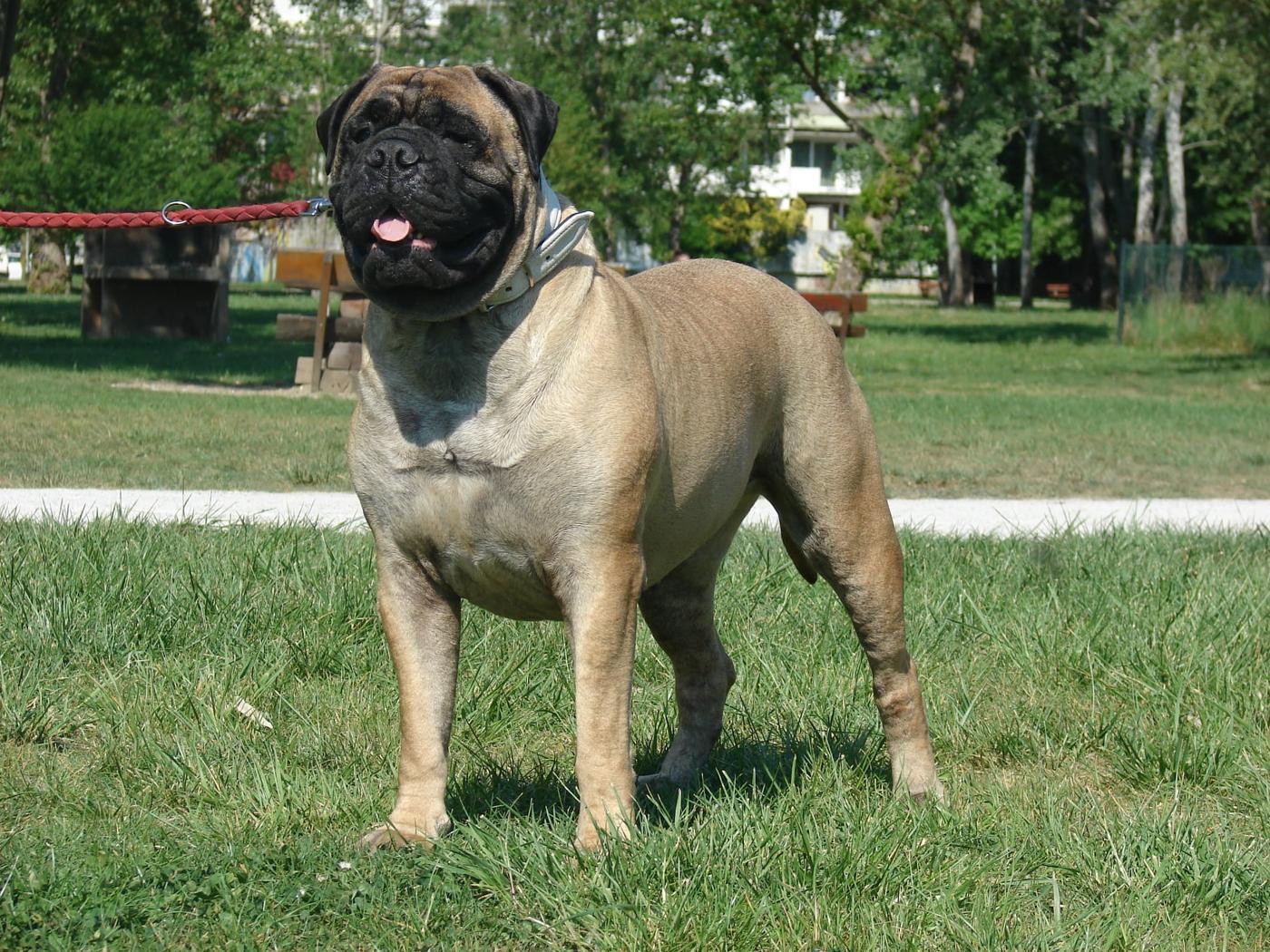 bullmastiff_pas_izložbe.jpeg